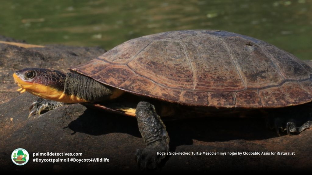 Hoge’s Side-necked Turtle Mesoclemmys hogei by Clodoaldo Assis for iNaturalist