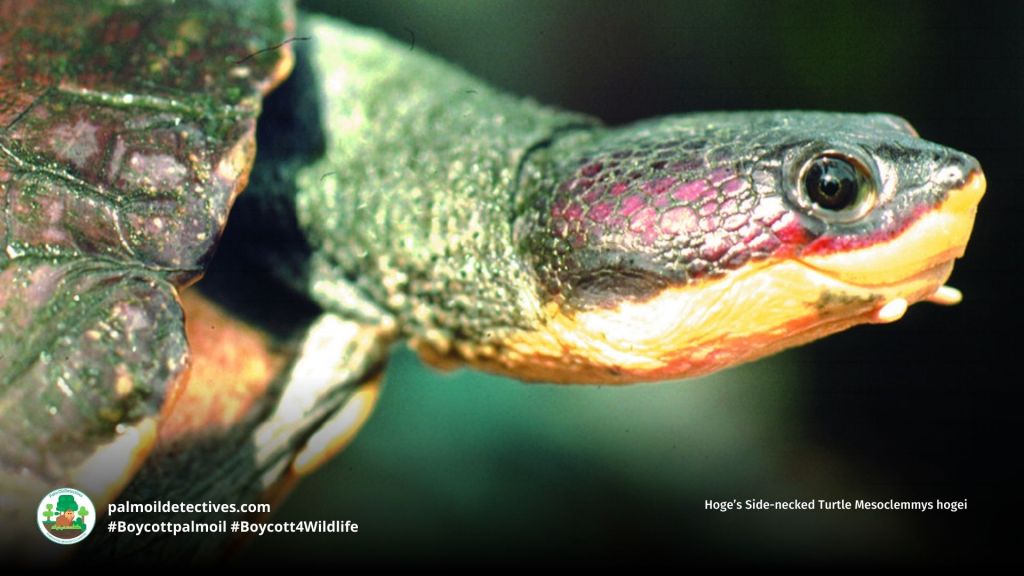 Hoge’s Side-necked Turtle Mesoclemmys hogei