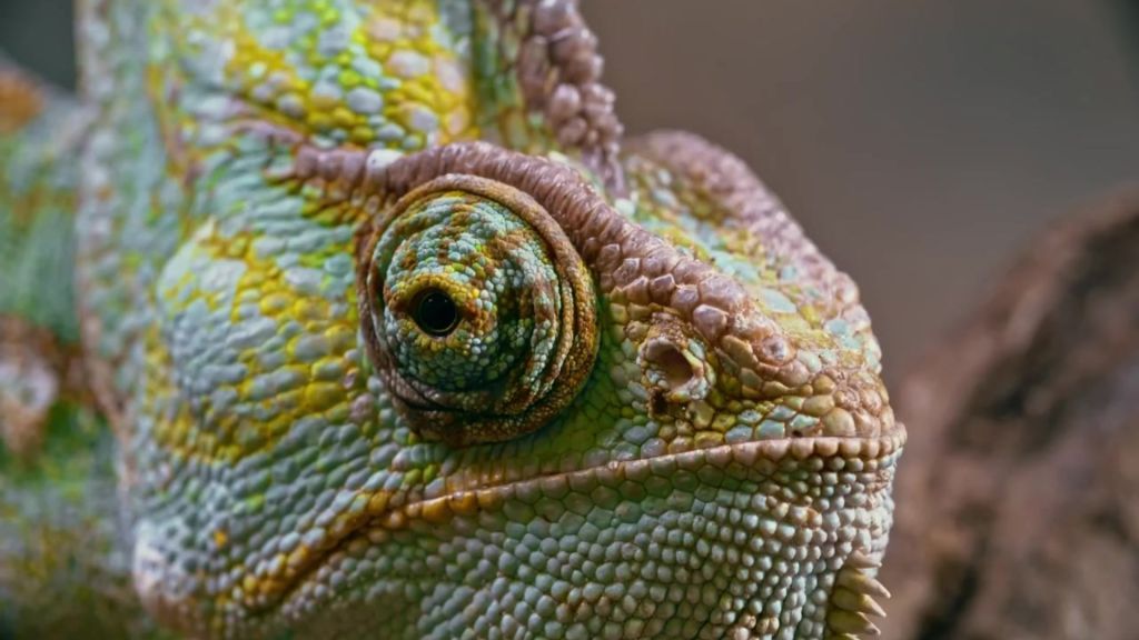 Inside the colourful world of animal vision - chameleon eye