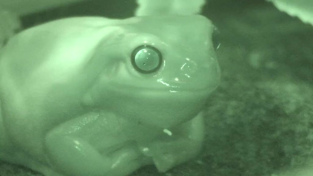 Inside the colourful world of animal vision- frog eyes