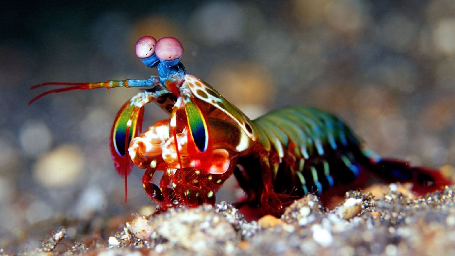 Inside the colourful world of animal vision mantis shrimp eye