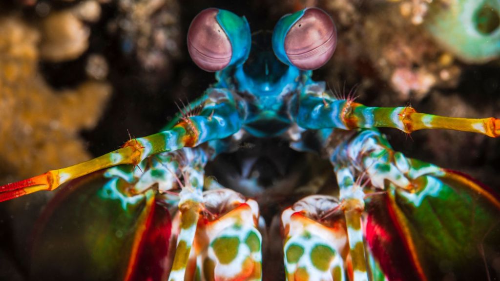 Inside the colourful world of animal vision mantis shrimp eye 