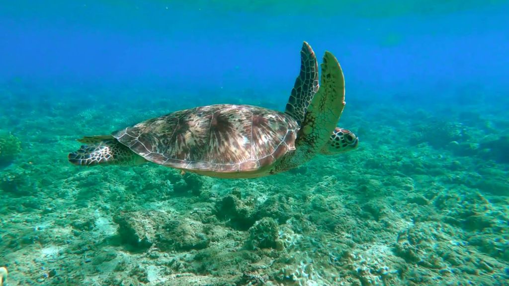 Inside the colourful world of animal vision- turtle eye