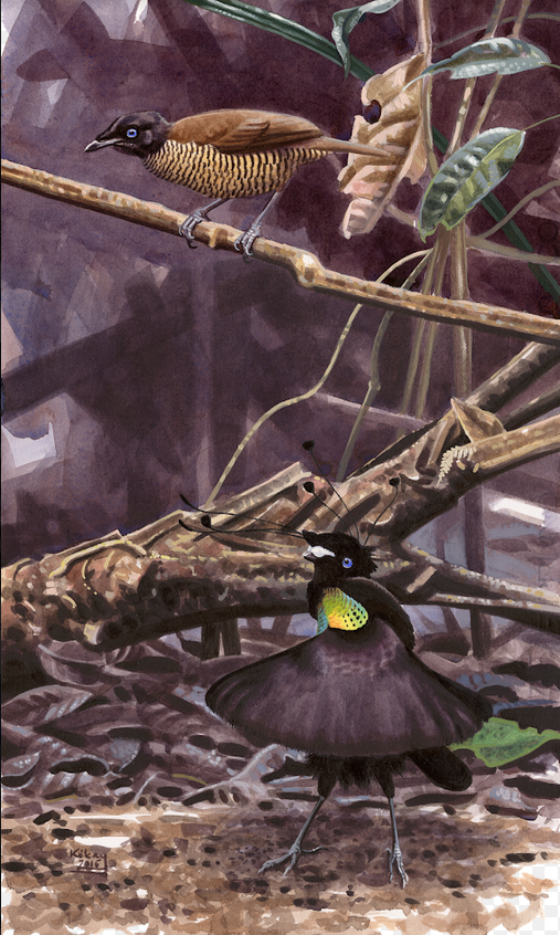 Lawe's Parotia by Szabolcs Kókay