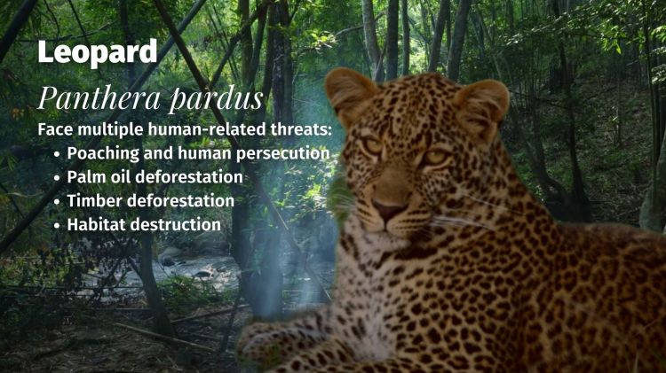 leopard threats to their survival
