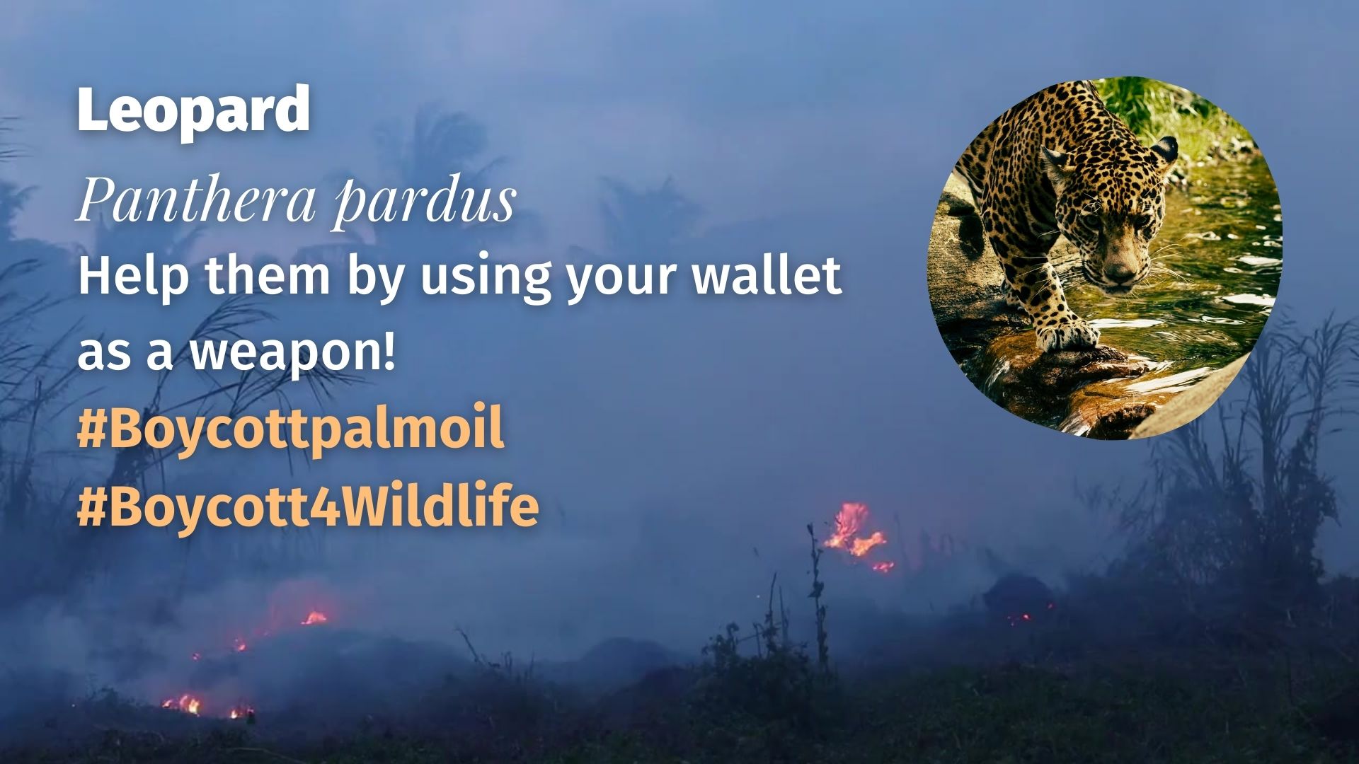 Leopard Panthera pardus - boycott palm oil to protect them