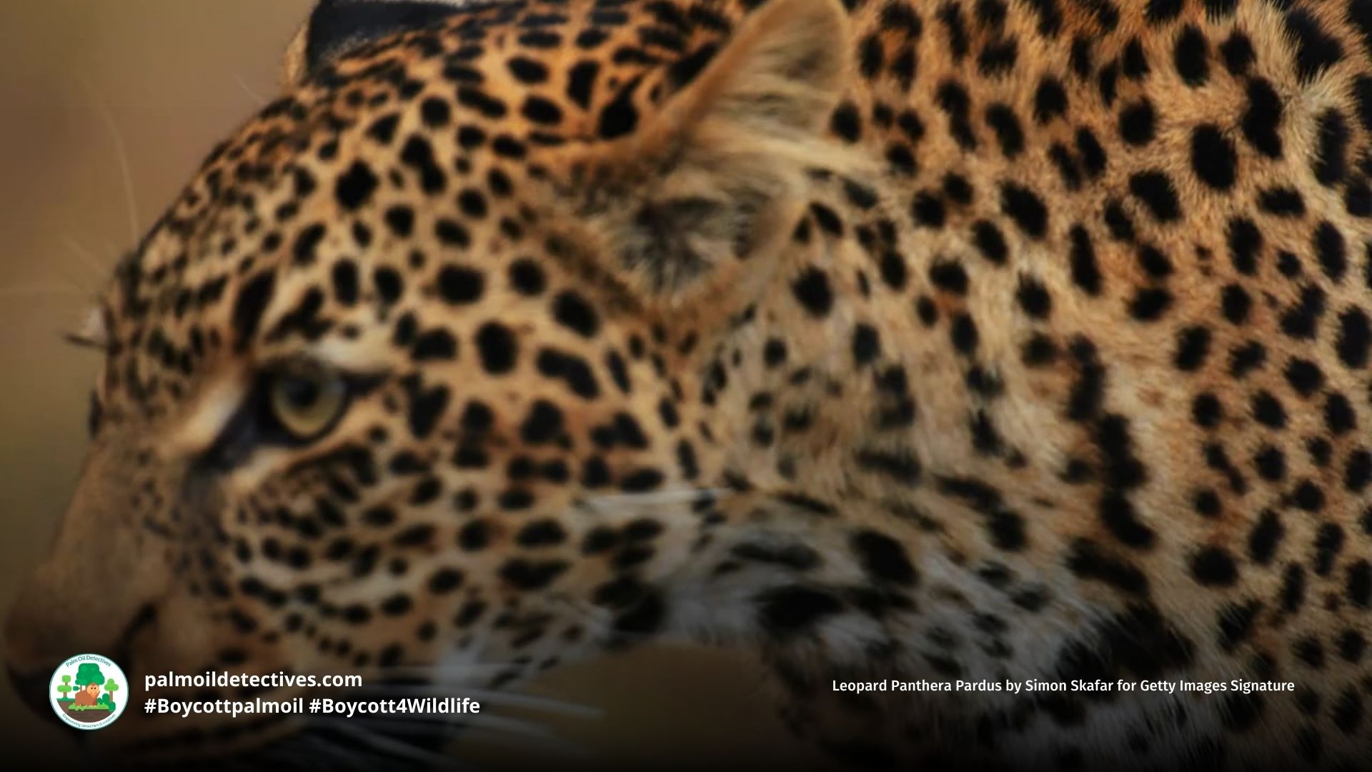Leopard Panthera pardus close up
