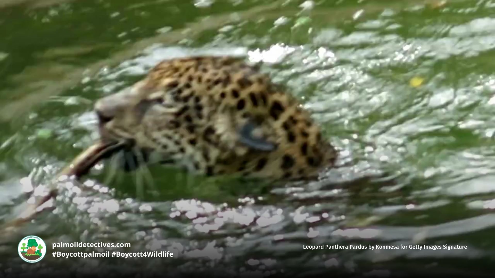 Leopard Panthera pardus swimming
