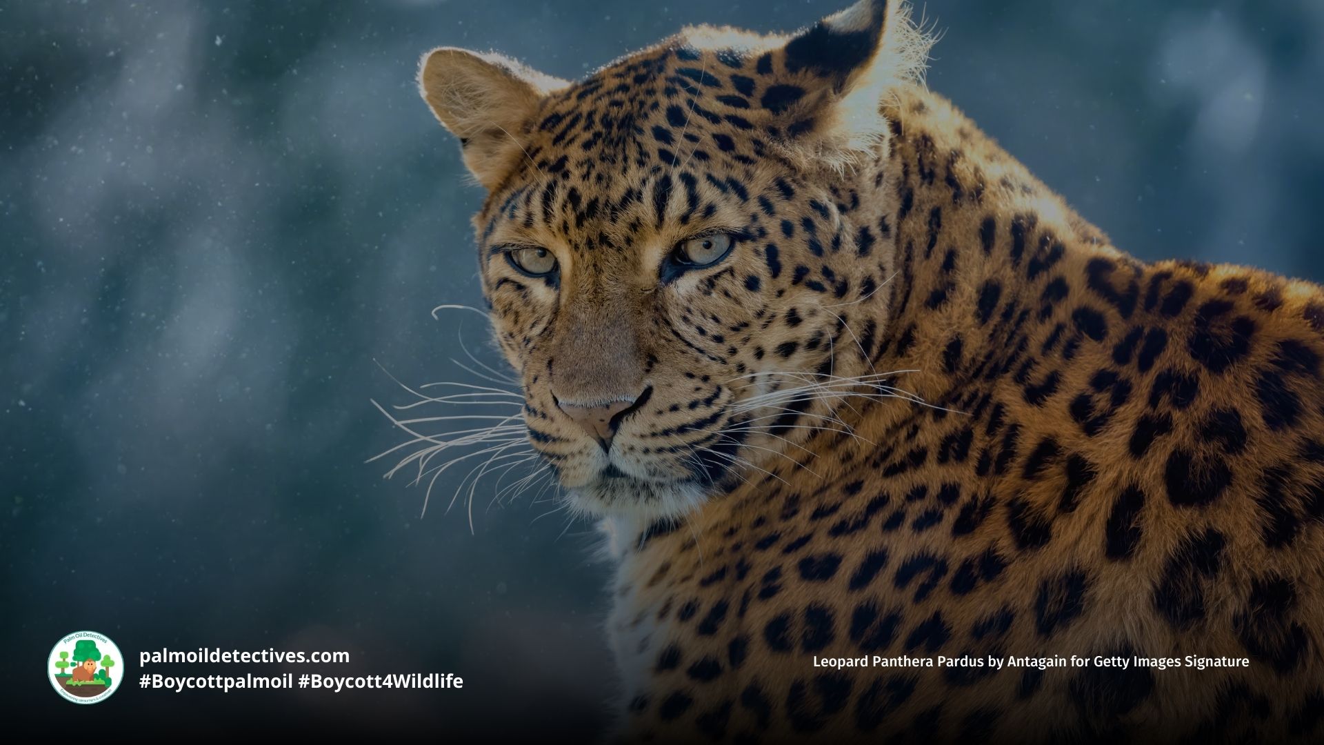 Leopard Panthera pardus closeup