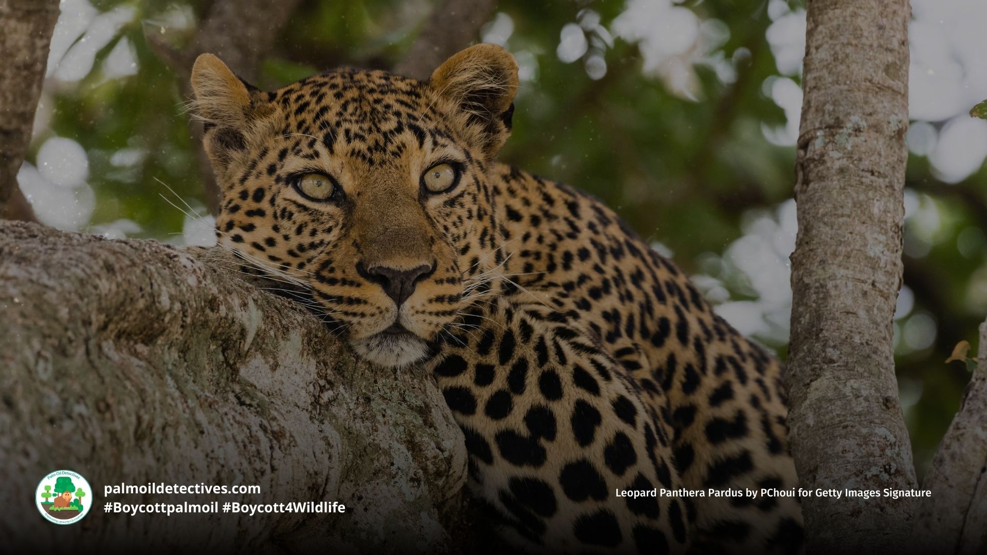 Leopard Panthera pardus sitting in a tree