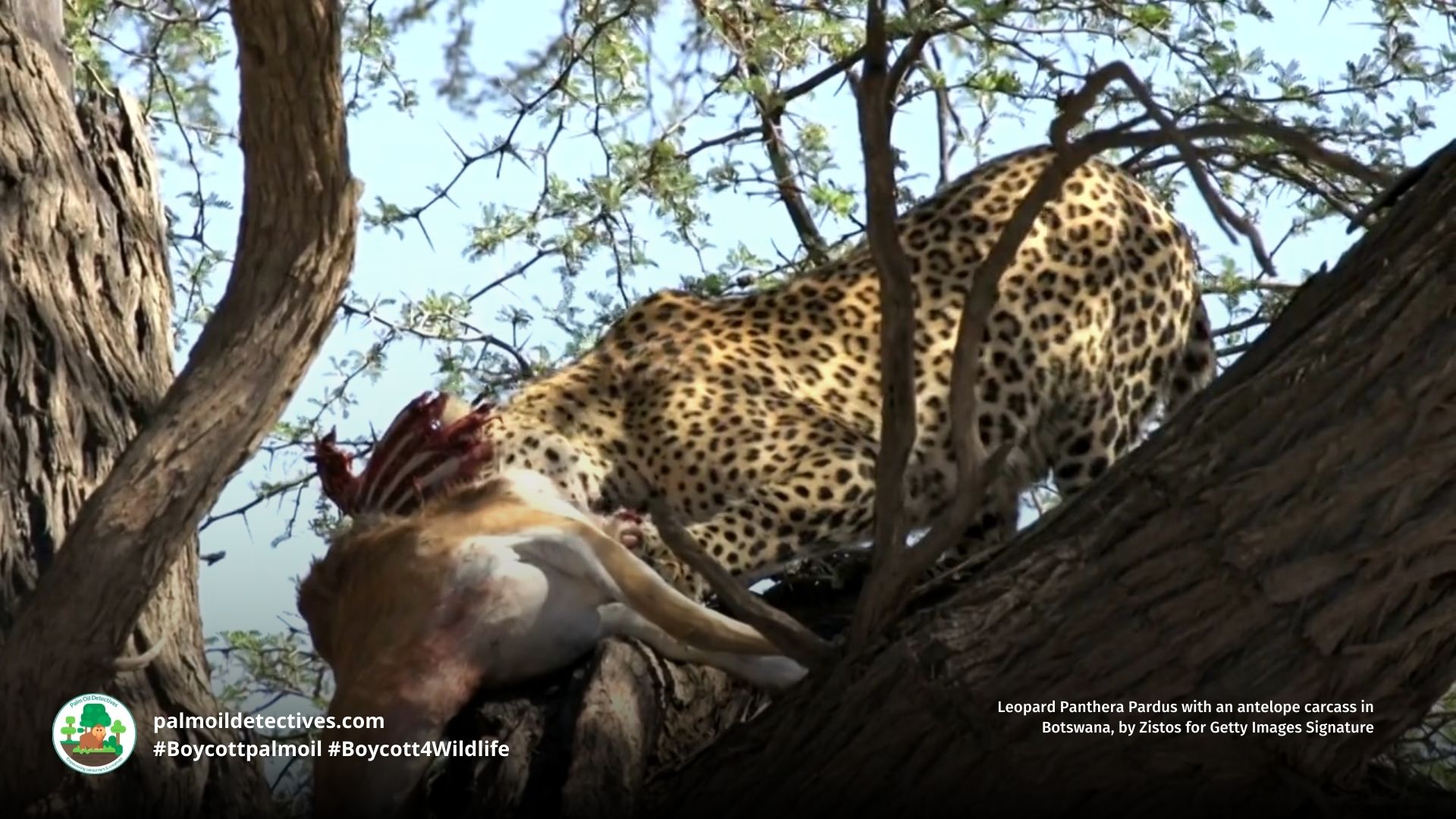 Leopard Panthera pardus eviscerating prey