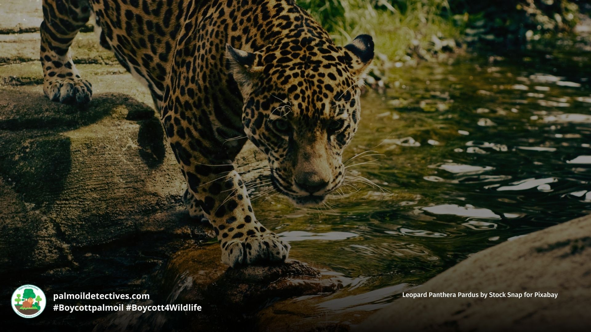 Leopard Panthera pardus stalking prey