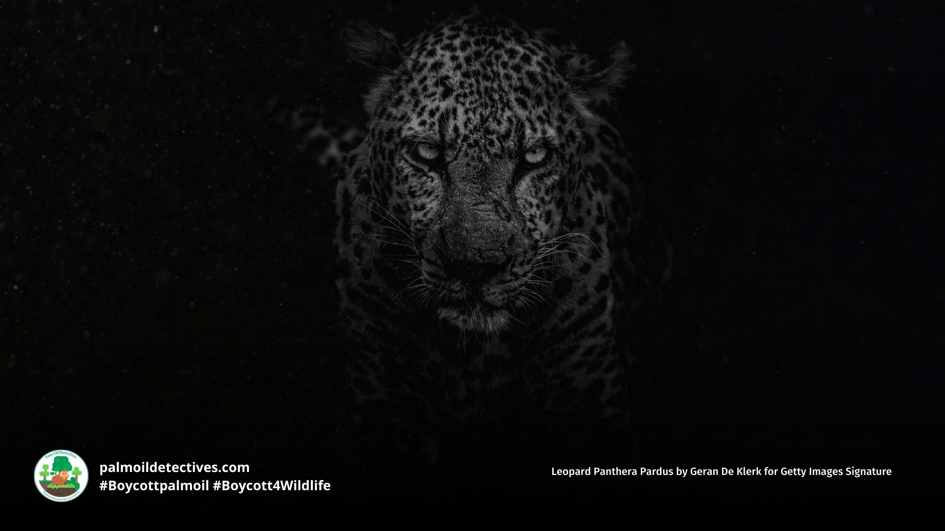 Leopard Panthera pardus close up in the darkness