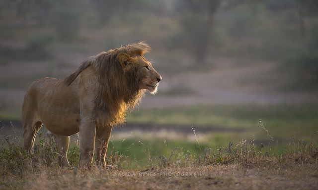 Morning Glory by Dalida Innes Wildlife Photography lion