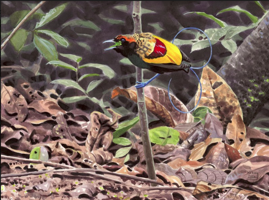 Magnificent Bird of Paradise by Szabolcs Kókay