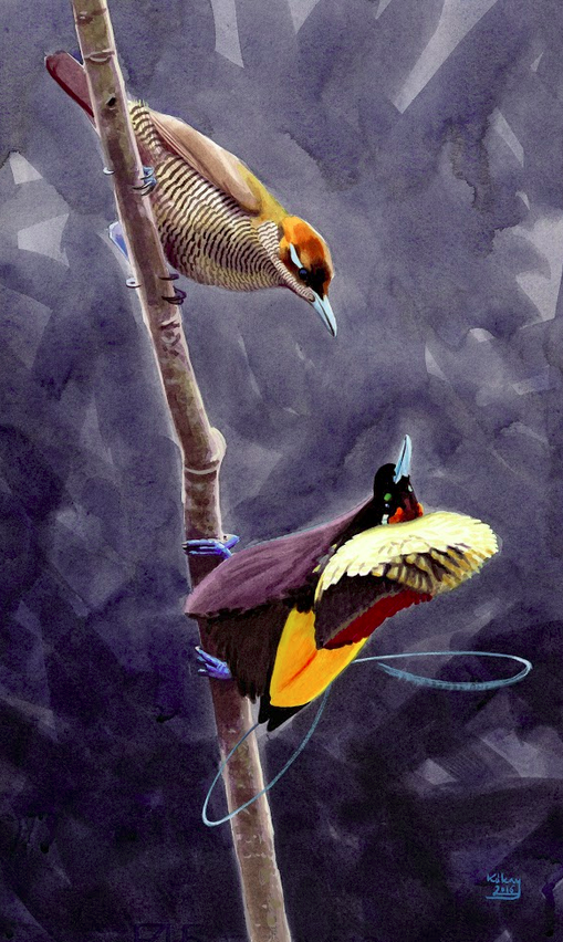 Magnificent Bird of Paradise Pair by Szabolcs Kókay