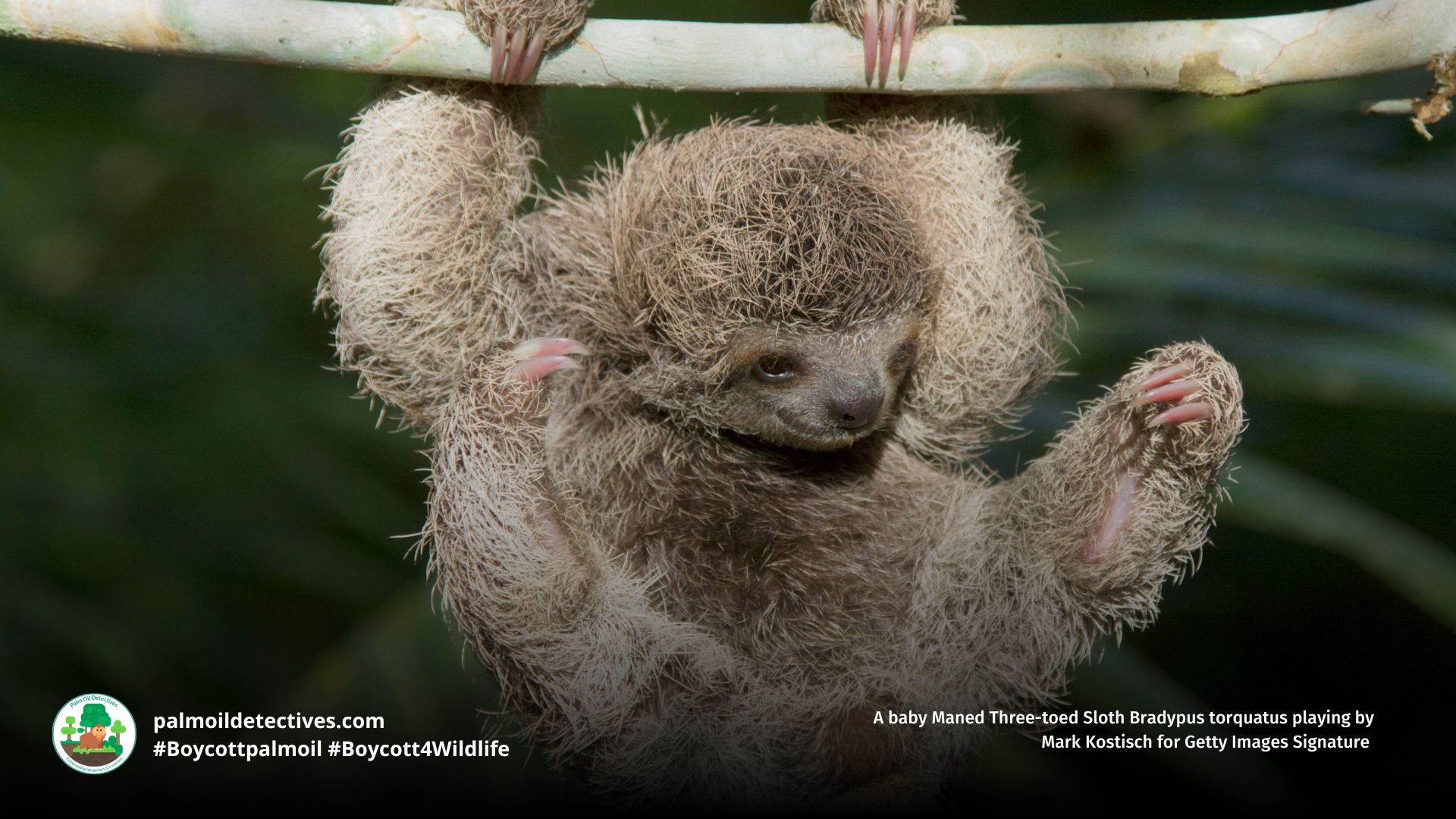 Maned Three-toed Sloth Bradypus torquatus baby playing