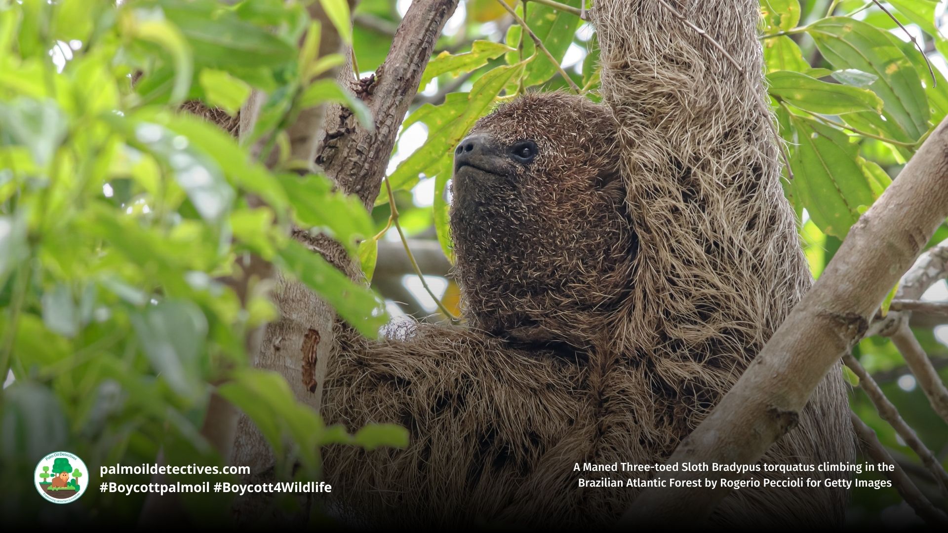 Maned Three-toed Sloth Bradypus torquatus climbing tree