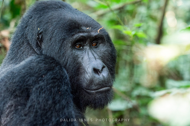 Mountain Gorilla by Dalida Innes Wildlife Photography