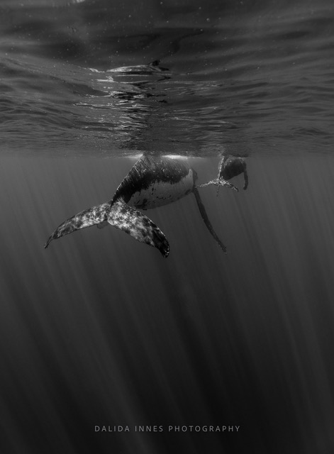 On Their Way by Dalida Innes Wildlife Photography whale