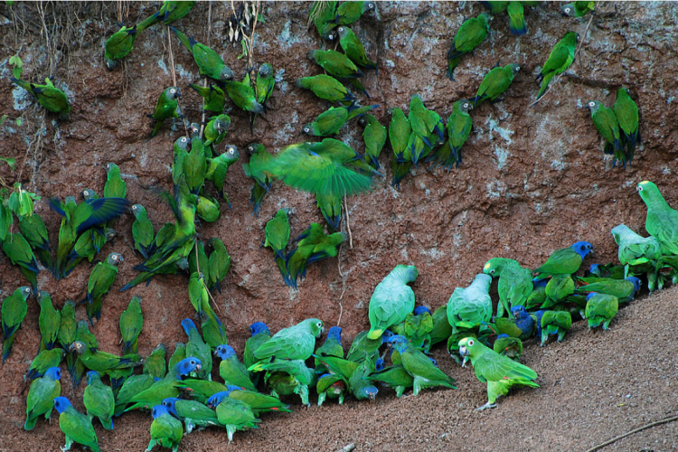 Rainbow Cliffs: Why Parrots in the Amazon Eat Clay