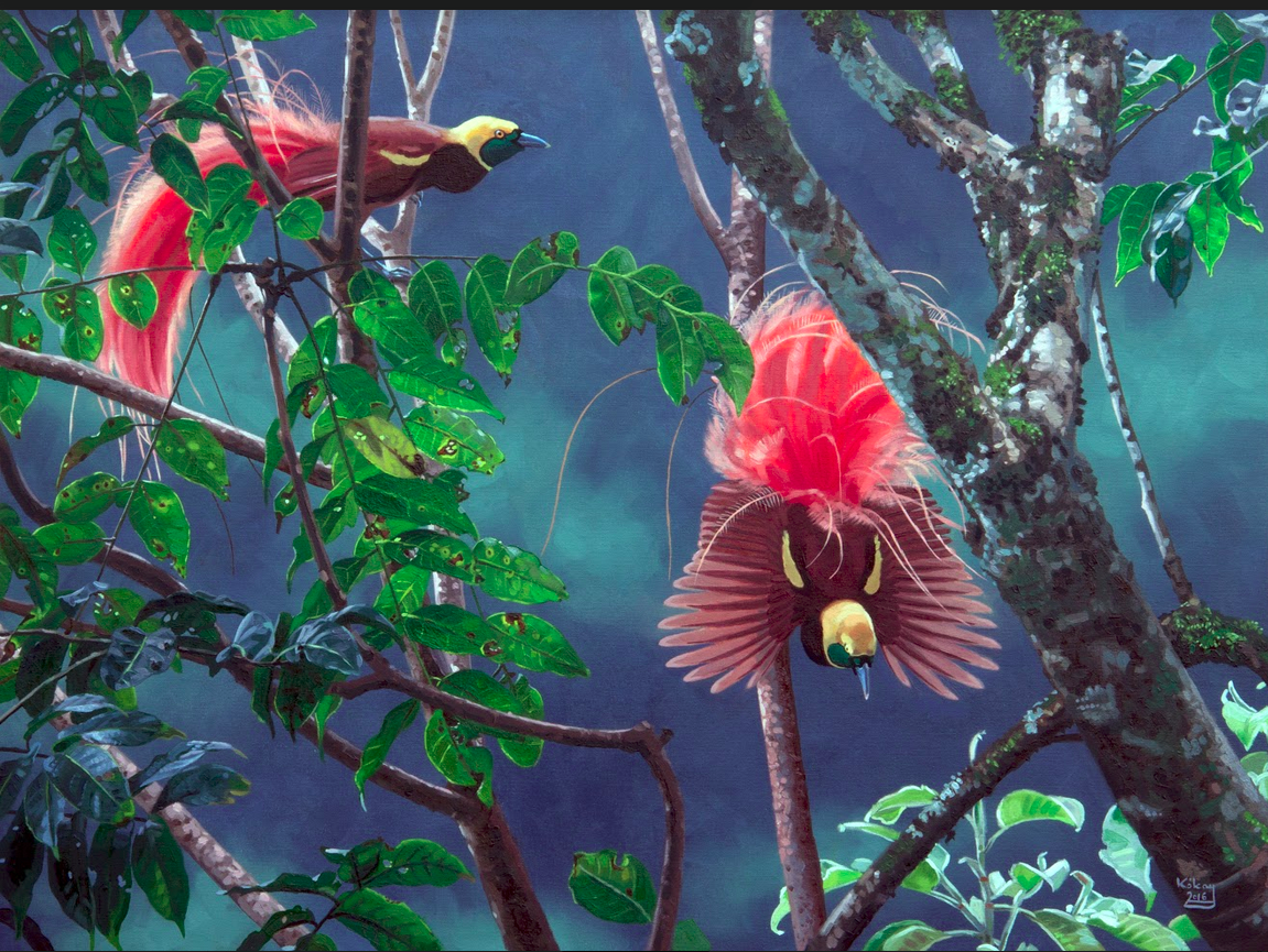 Reggiana Bird of Paradise by Szabolcs Kókay