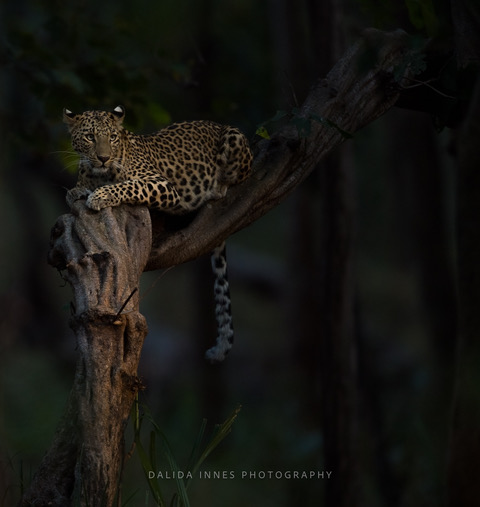 She by Dalida Innes Wildlife Photography Leopard