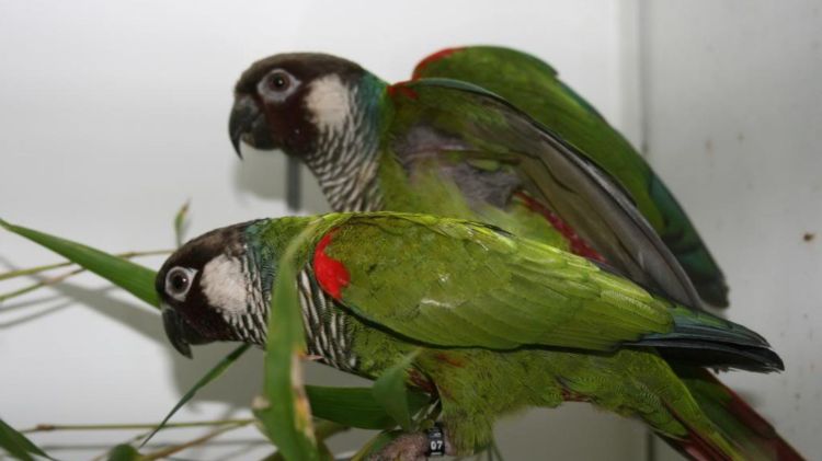 Sinu Parakeet Pyrrhura subandina (3)