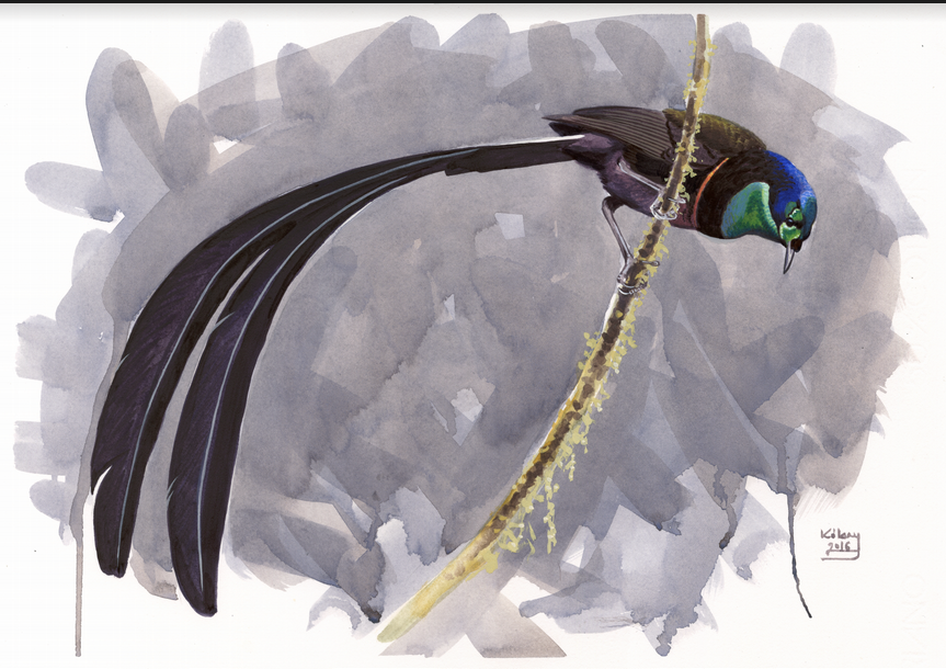 Stephanies Astrapia by Szabolcs Kókay