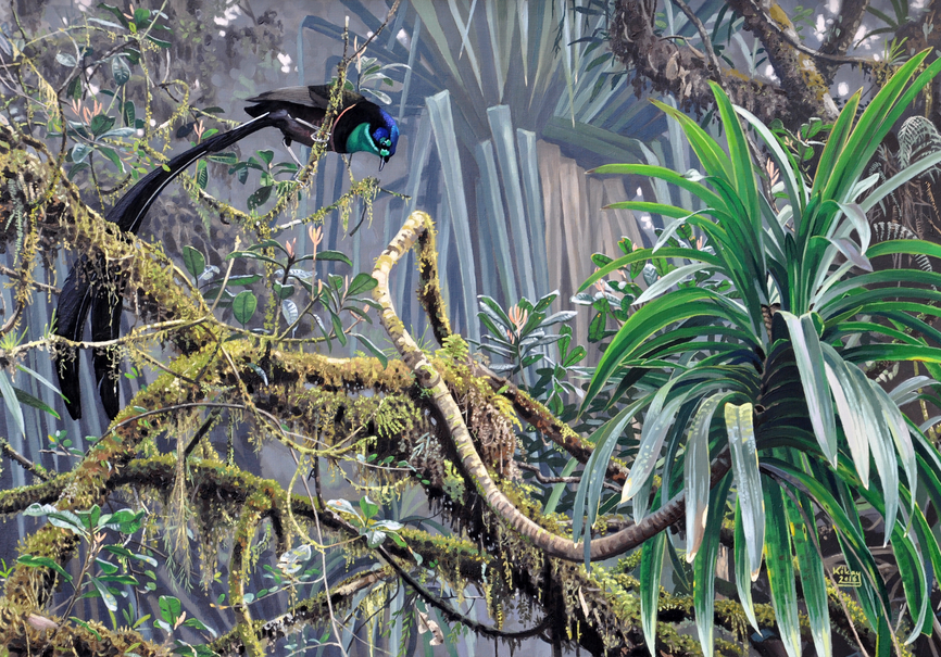 Stephanies Astrapia by Szabolcs Kókay