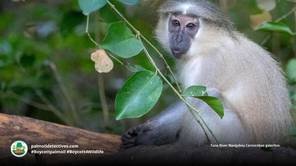 Tana River Mangabey Cercocebus galeritus (2)