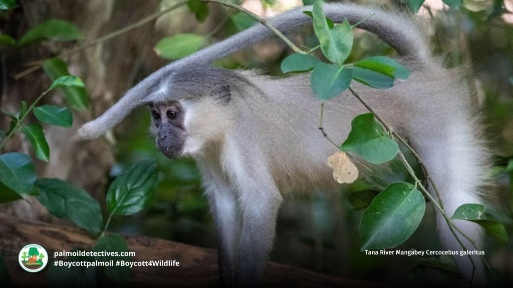 Tana River Mangabey Cercocebus galeritus (3)