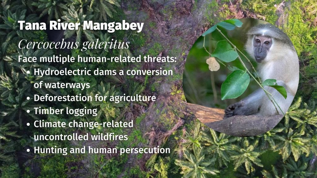Tana River Mangabey Cercocebus galeritus threats