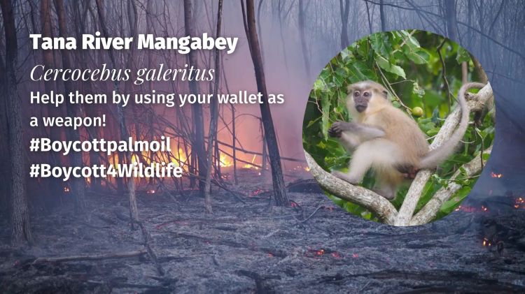 Tana River Mangabey Cercocebus galeritus boycott