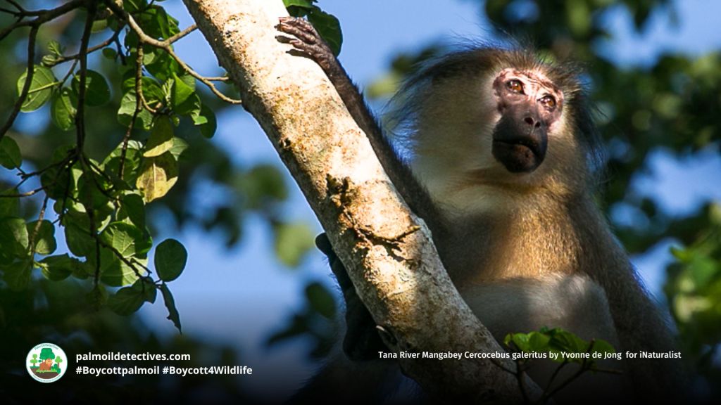 Tana River Mangabey Cercocebus galeritus by Yvonne de Jong for iNaturalist