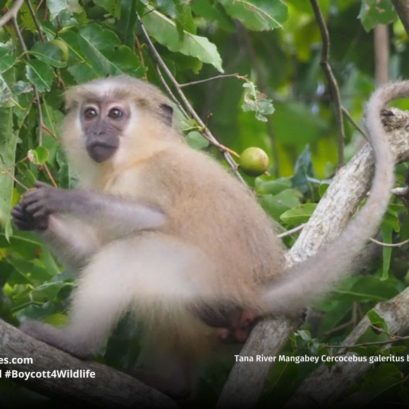 Tana River Mangabey Cercocebus&nbsp;galeritus