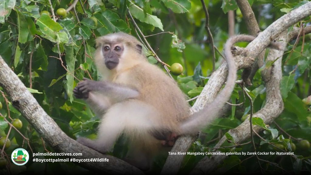 Tana River Mangabey Cercocebus galeritus by Zarek Cockar for iNaturalist