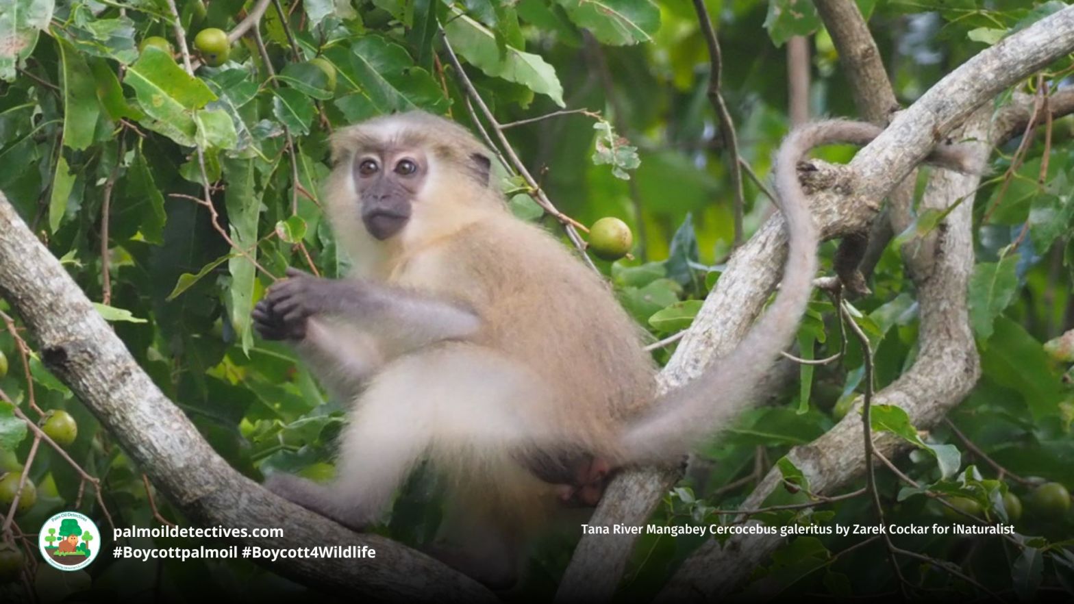 Tana River Mangabey Cercocebus galeritus by Zarek Cockar for iNaturalist