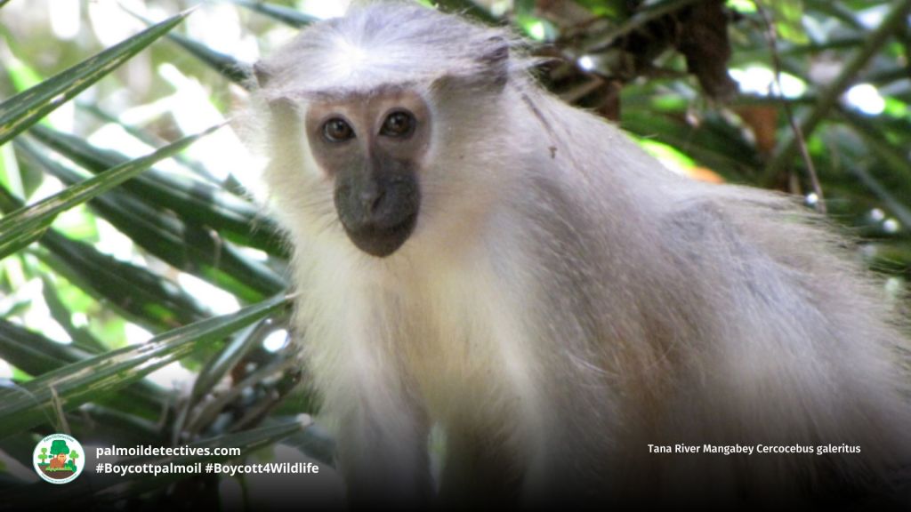 Tana River Mangabey Cercocebus galeritus