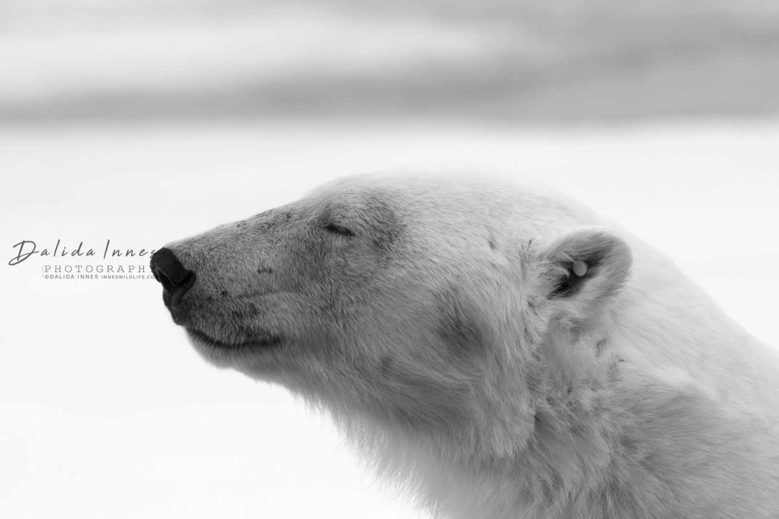 The Dreamer, a polar bear in Svalbard by Dalida Innes Wildlife Photography