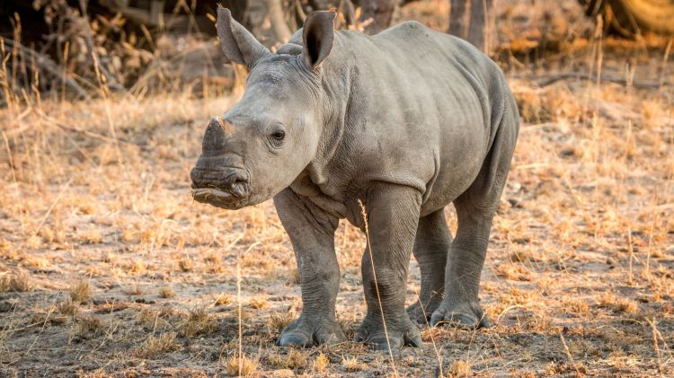 The Rarest Rhino_ The Two Last Northern White Rhinos of Kenya