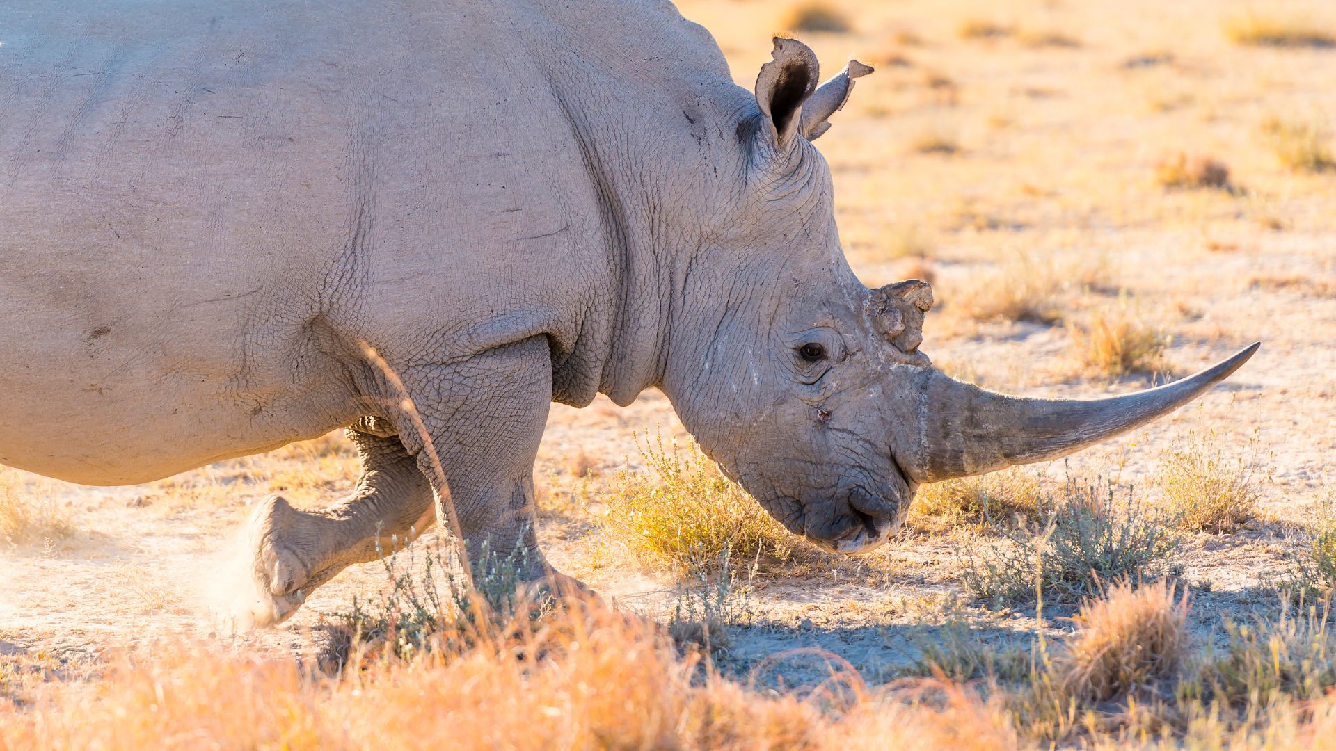 The Rarest Rhino_ The Two Last Northern White Rhinos of Kenya
