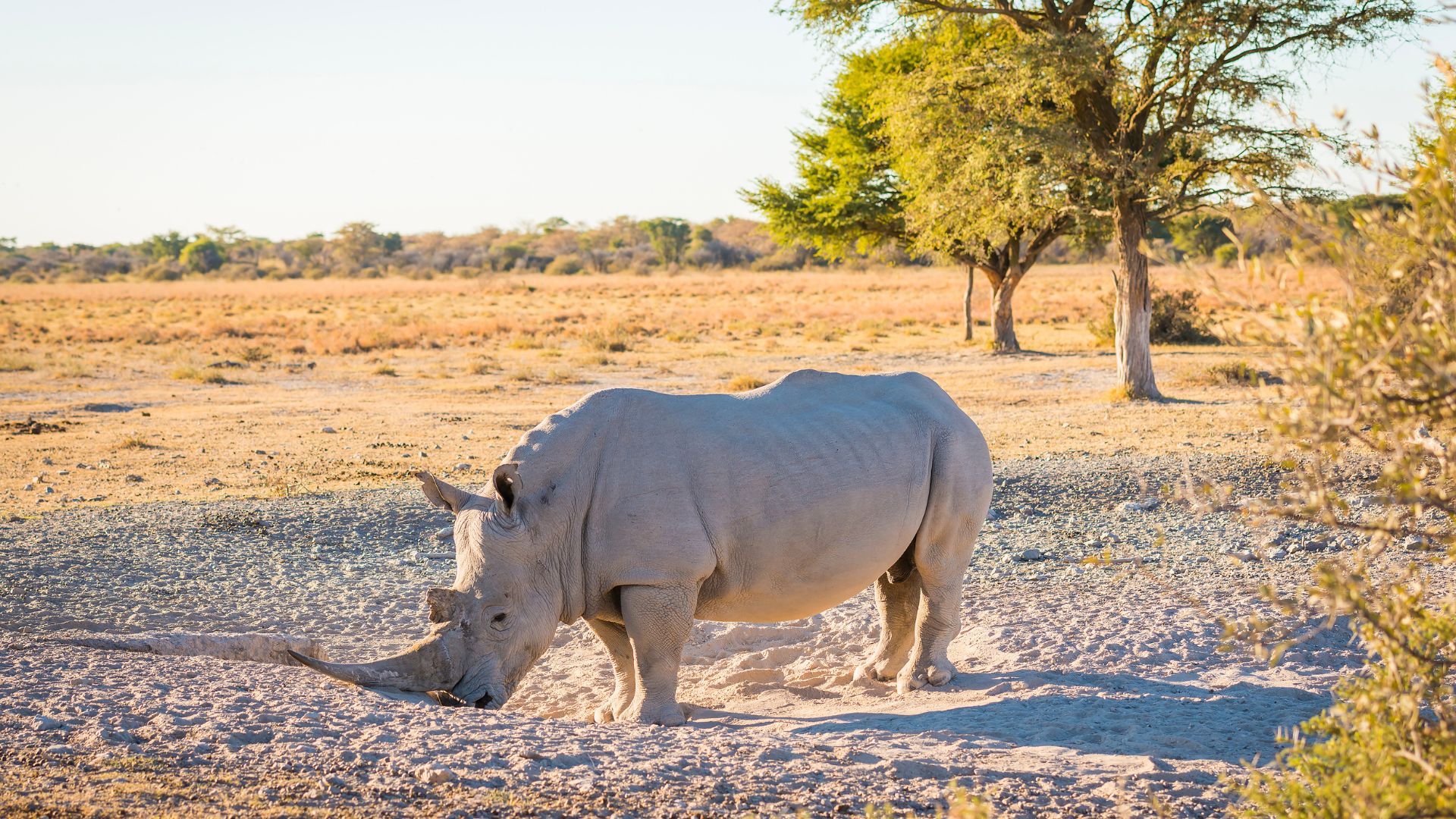 The Rarest Rhino_ The Two Last Northern White Rhinos of Kenya