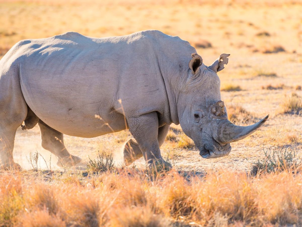The Rarest Rhino: The Two Last Northern White Rhinos of&nbsp;Kenya