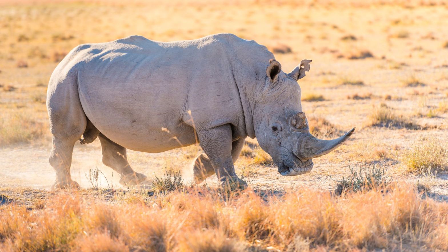 The Rarest Rhino_ The Two Last Northern White Rhinos of Kenya (2).jpg The Rarest Rhino_ The Two Last Northern White Rhinos of Kenya (3).jpg The Rarest Rhino_ The Two Last Northern White Rhinos of Kenya (4).jpg The Rarest Rhino_ The Two Last Northern White Rhinos of Kenya