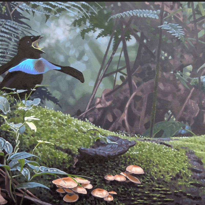 Vogelkop Superb Bird of Paradise Lophorina&nbsp;superba