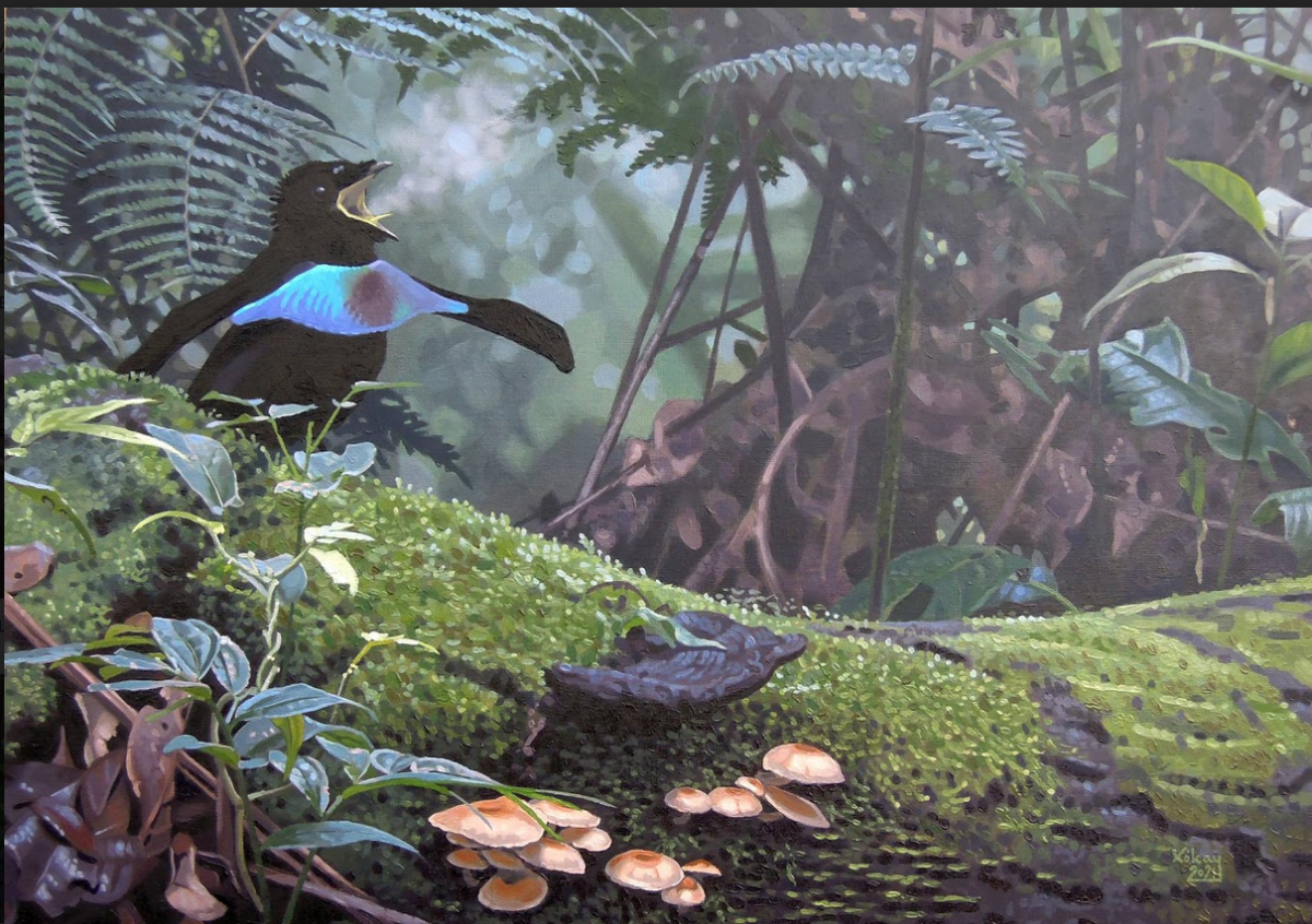 Vogelkop Superb Bird of Paradise Lophorina&nbsp;superba