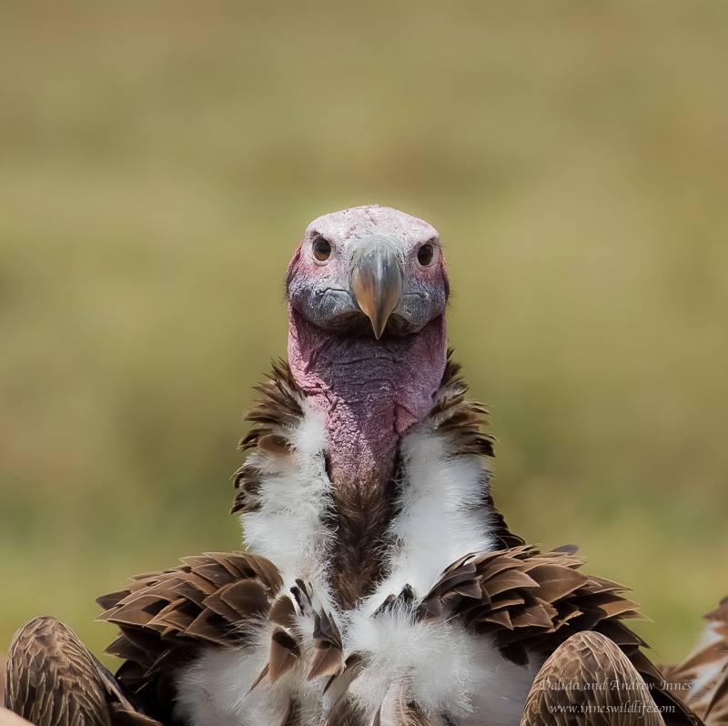 Dalida Innes: Wildlife photojournalist and animal advocate