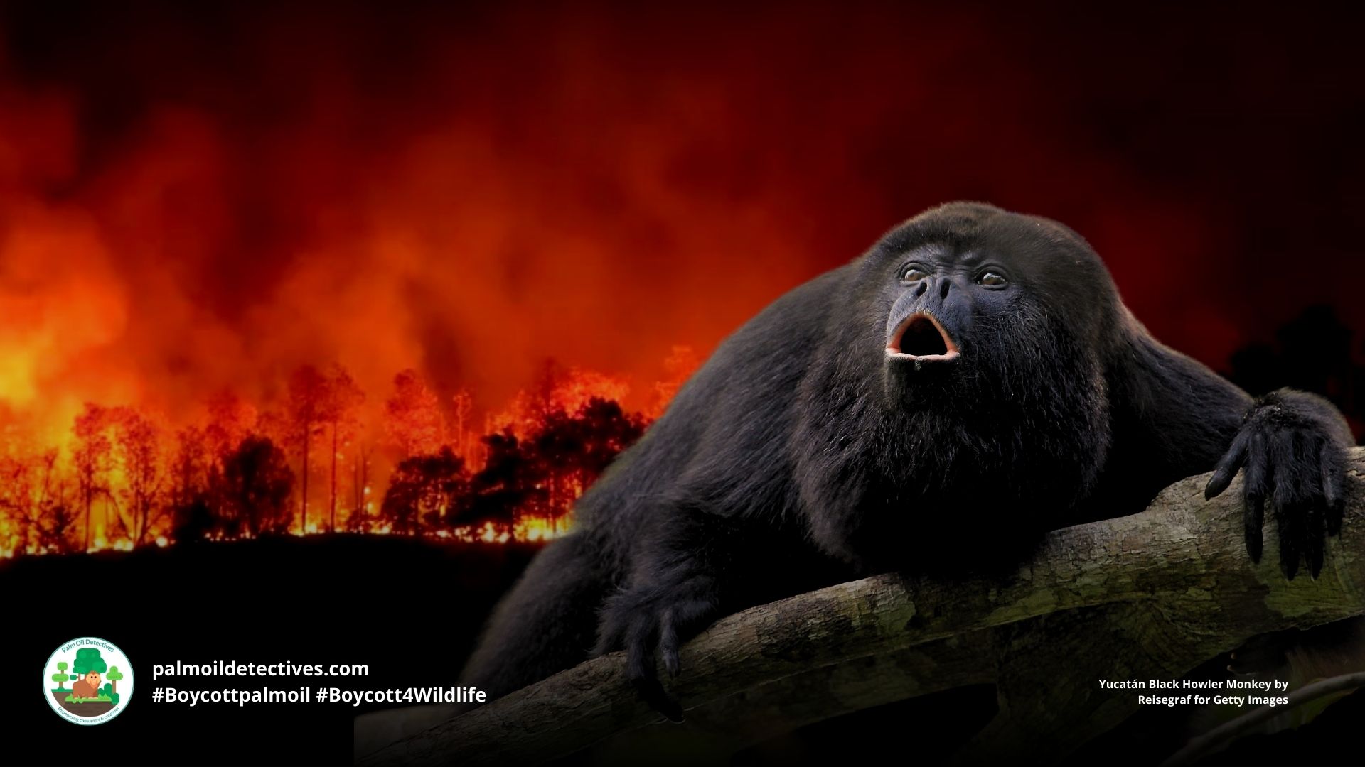 Yucatán Black Howler Monkey Alouatta pigra #Boycottpalmoil #Boycott4Wildlife