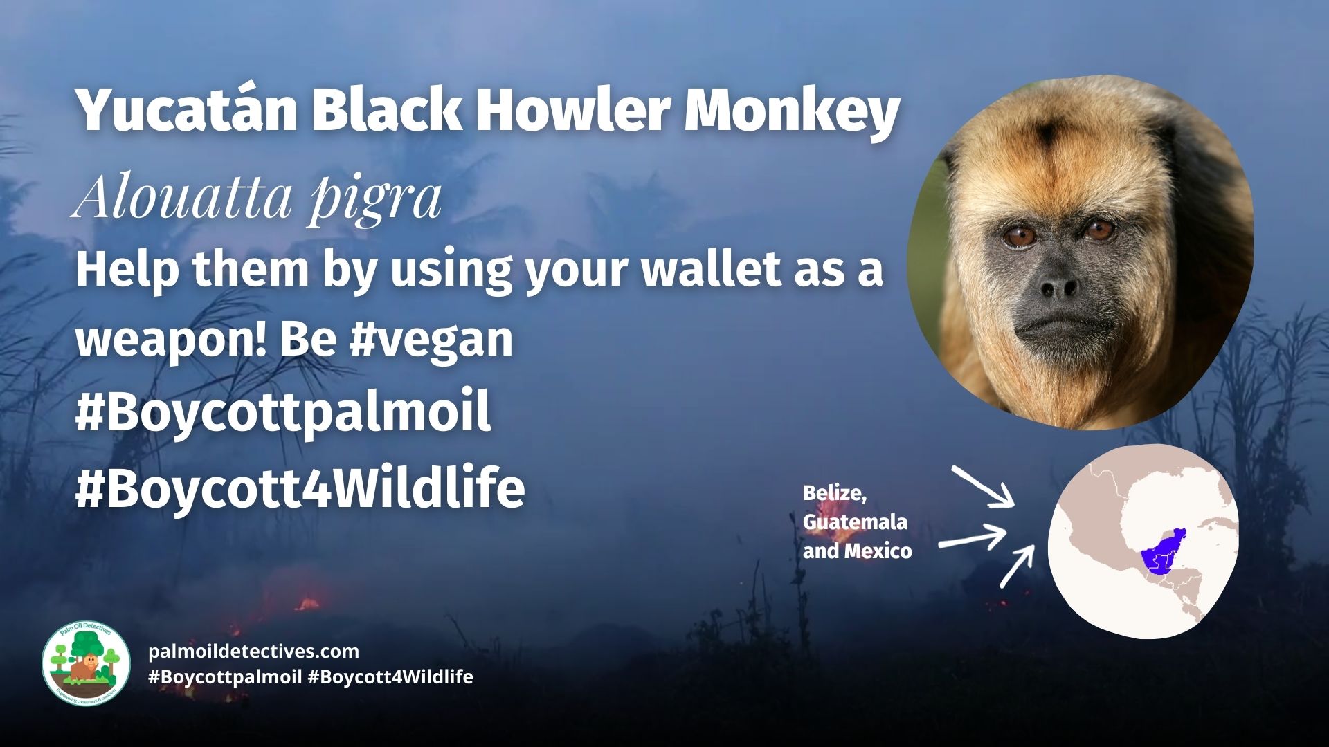 Yucatán Black Howler Monkey Alouatta pigra #Boycottpalmoil #Boycott4Wildlife